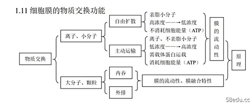 高中生物全部思维导图总结PDF版|百度云网盘-不可思议资源网