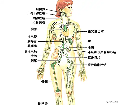 医学免疫学第九版电子书pdf下载